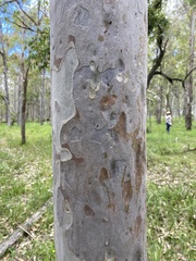 Corymbia citriodora
