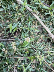 Alternanthera sessilis