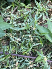 Alternanthera sessilis