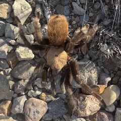 Aphonopelma anax