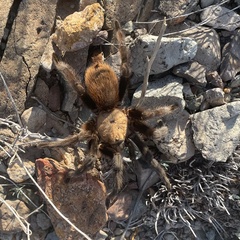 Aphonopelma anax