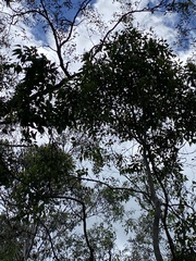 Corymbia citriodora
