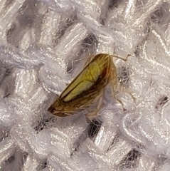 Scaphytopius elegans