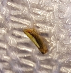 Scaphytopius elegans