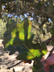 Quercus