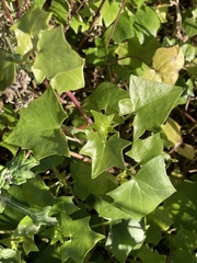 Delairea odorata