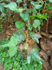 Rubus reflexus