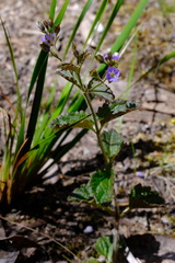 Veronica calycina