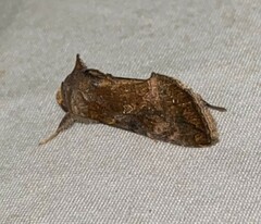 Argyrogramma verruca
