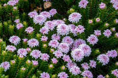 Pimelea ferruginea