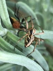 Oxyopes gracilipes