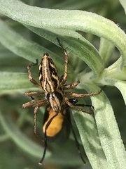 Oxyopes gracilipes