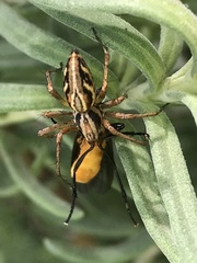 Oxyopes gracilipes