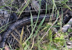 Tiliqua nigrolutea