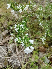 Prostanthera behriana