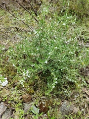 Prostanthera behriana