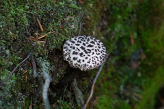 Strobilomyces strobilaceus