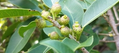 Ficus pertusa