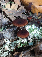Phaeomarasmius