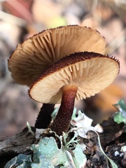 Phaeomarasmius