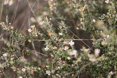 Lithomyrtus microphylla
