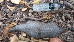 Manis pentadactyla pentadactyla