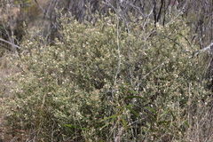 Lithomyrtus microphylla