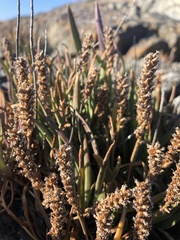 Plantago maritima