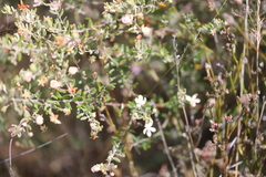 Lithomyrtus microphylla