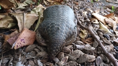 Manis pentadactyla pentadactyla