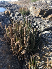 Plantago maritima