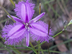 Thysanotus tuberosus