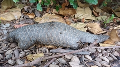 Manis pentadactyla pentadactyla