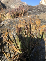 Plantago maritima