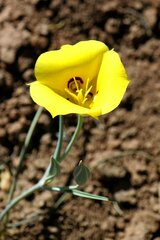 Calochortus aureus