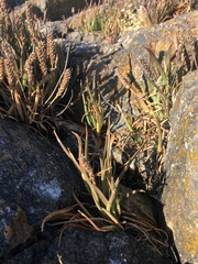 Plantago maritima