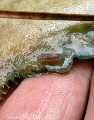 Porcellionides cingendus