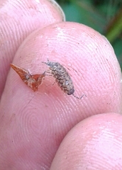 Porcellionides cingendus