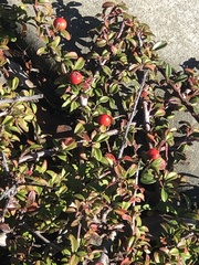 Cotoneaster horizontalis