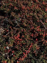 Cotoneaster horizontalis