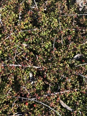 Cotoneaster horizontalis