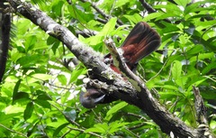 Nestor meridionalis septentrionalis