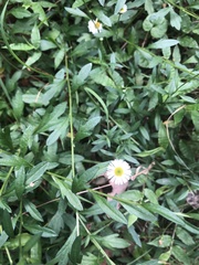 Erigeron karvinskianus