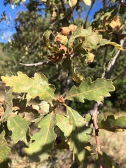 Quercus douglasii