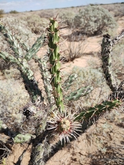 Cylindropuntia thurberi