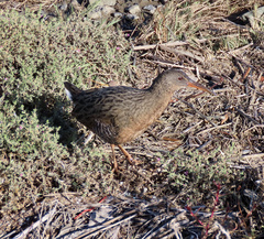 Rallus obsoletus