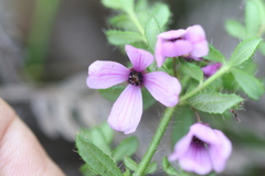 Tetratheca pilosa