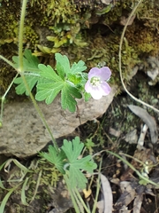 Geranium retrorsum