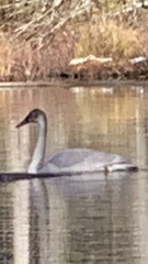 Cygnus