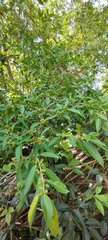 Ficus pertusa